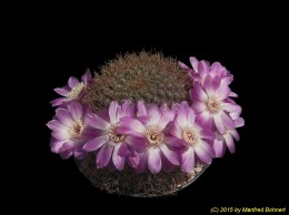 Sulcorebutia callichroma v. longispina HS78a 2038 